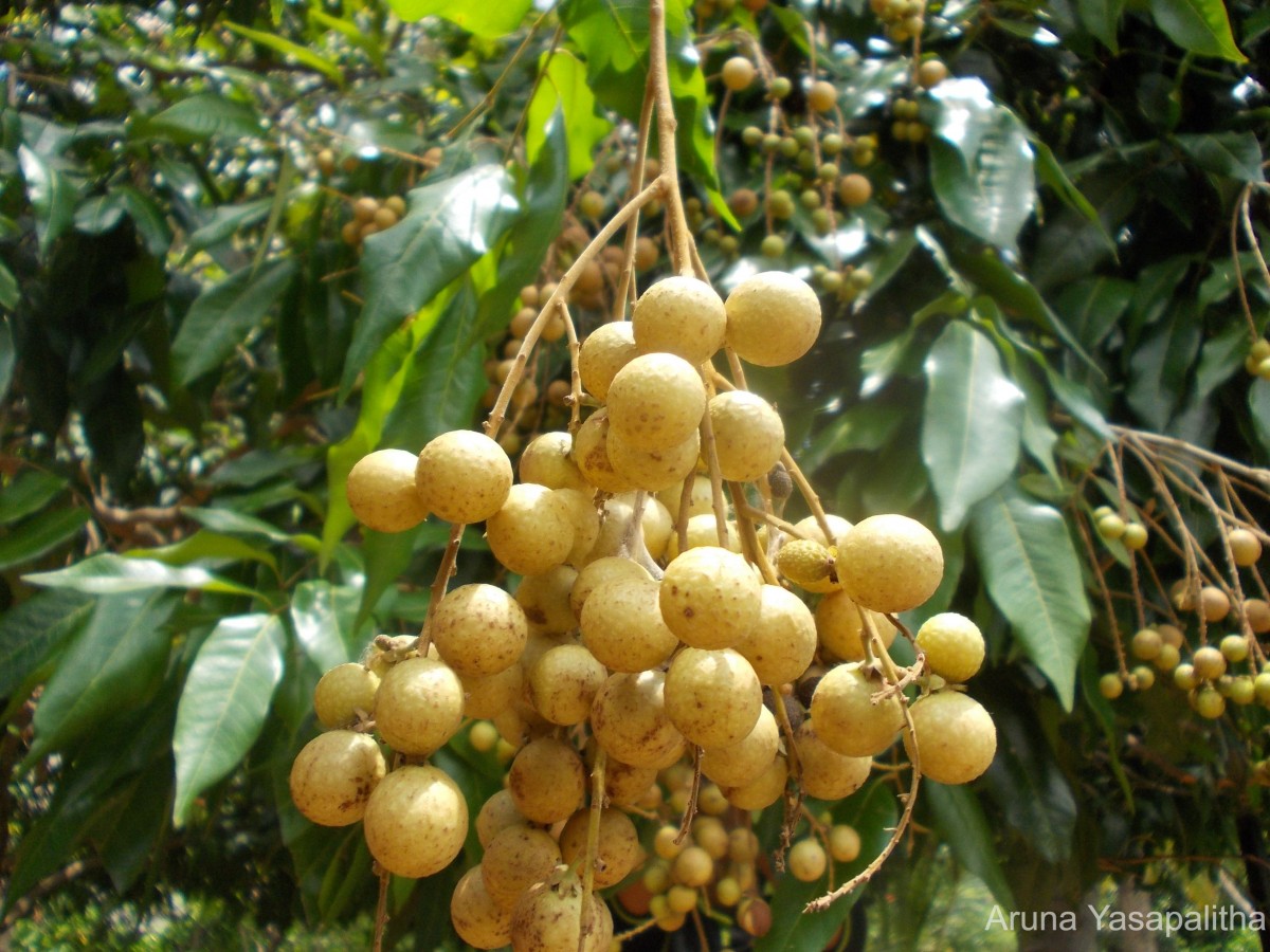 Dimocarpus longan Lour.